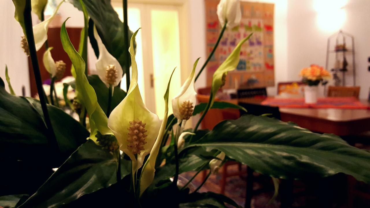 Bed and Breakfast Attico Barocco à Lecce Extérieur photo